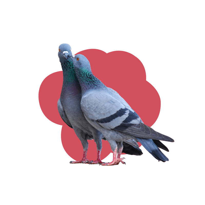 Two pigeons with red bubble background